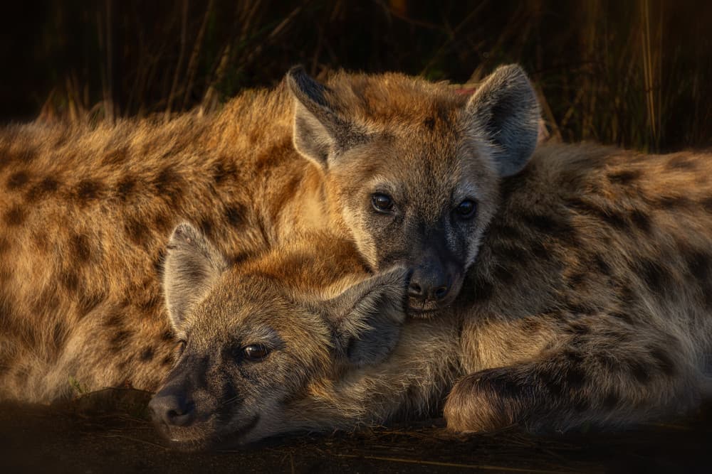 Hyena Cub Cuddles by Peet van den Berg — canvas wall art