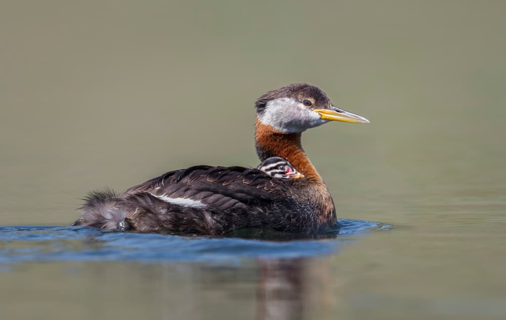 Red-necked Grebe Family by Greg Barsh — canvas wall art