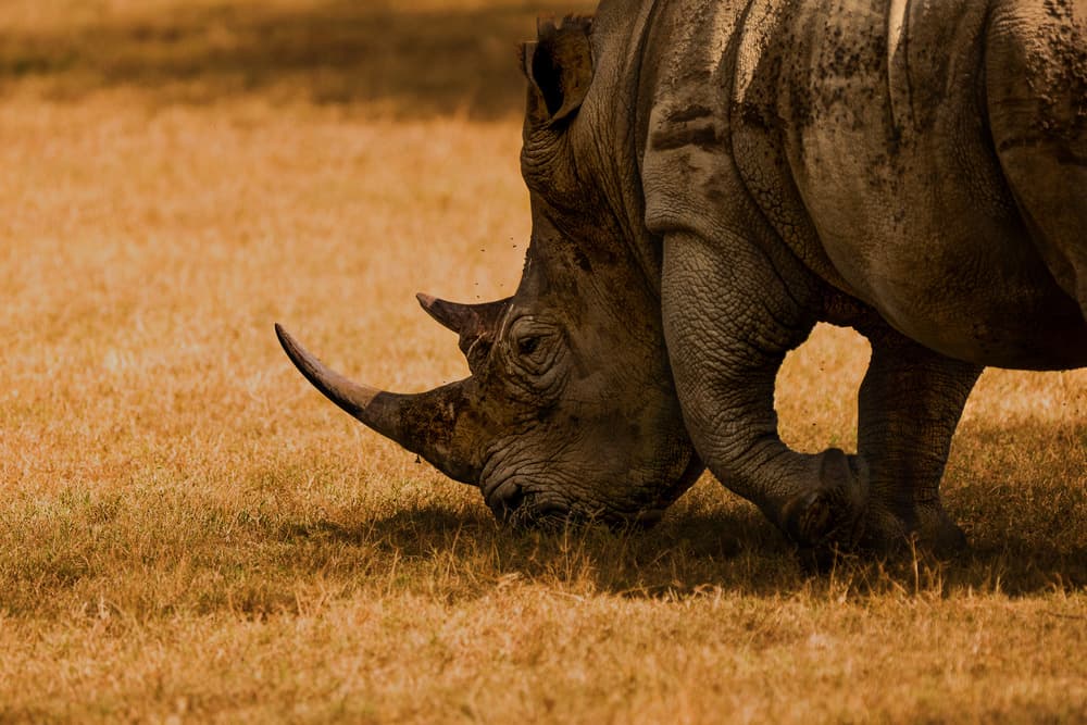 Wild African Rhino by Massimo Mei — canvas wall art