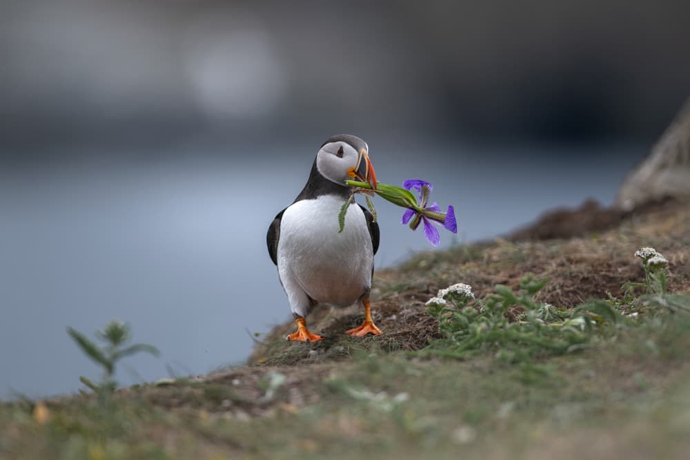 Puffin and Purple Flower by Larry Deng APA — canvas wall art