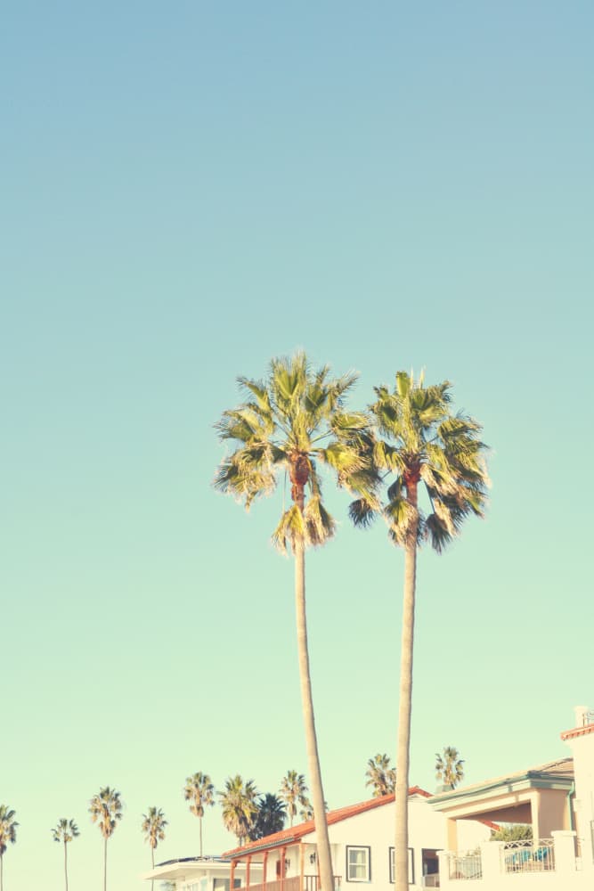 Retro Beach Palms by Jemma Morris — canvas wall art