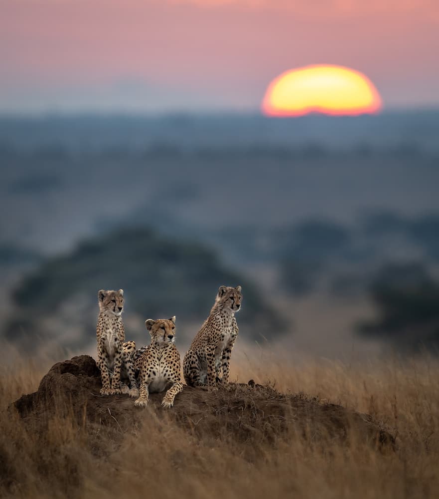 Cheetah Family Sunset by Hung Tsui — canvas wall art