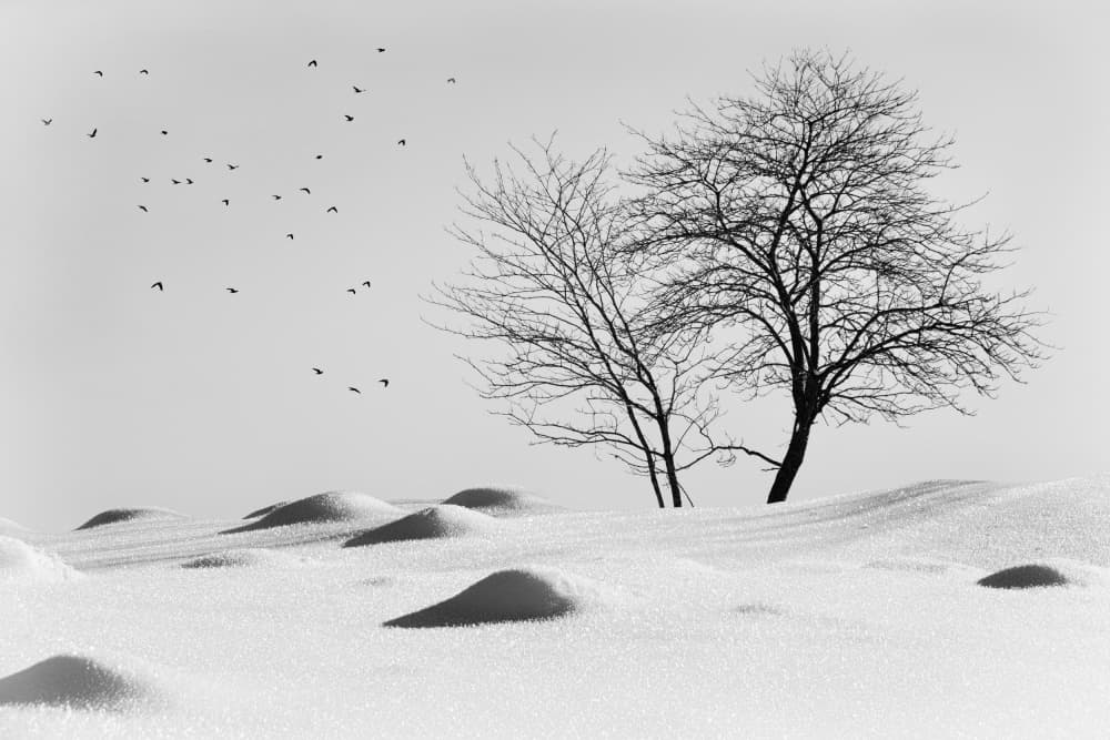 Snowy Trees And Birds by Marchevca Bogdan — canvas wall art