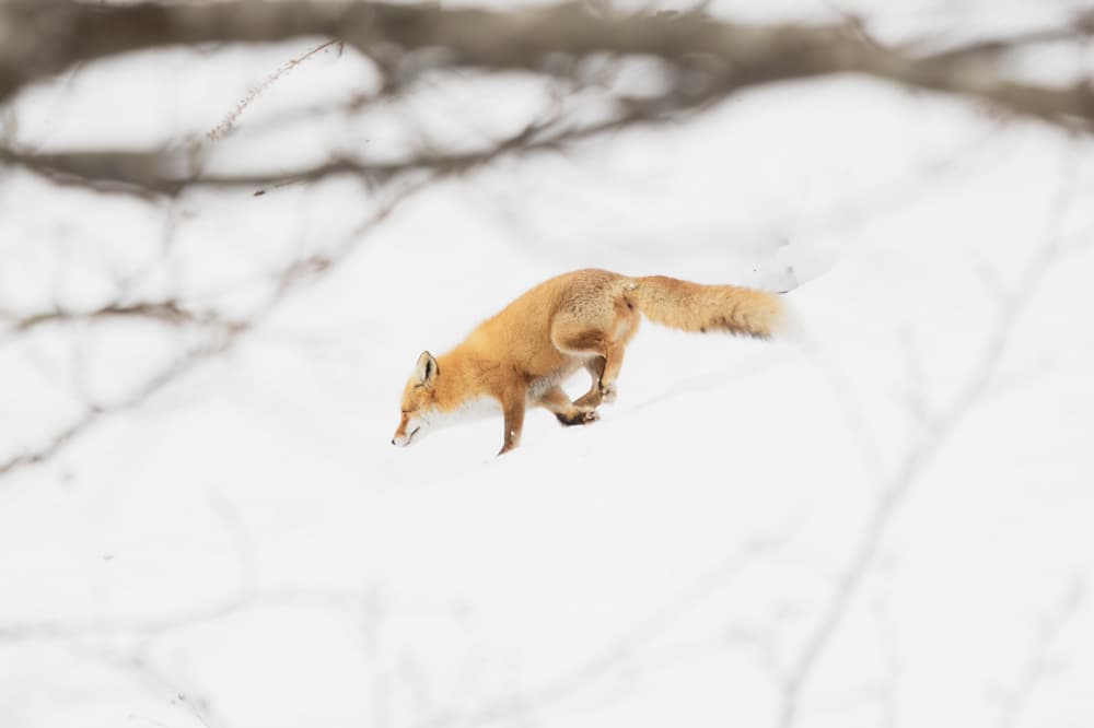 Leaping Red Fox by K.Hayakawa — canvas wall art