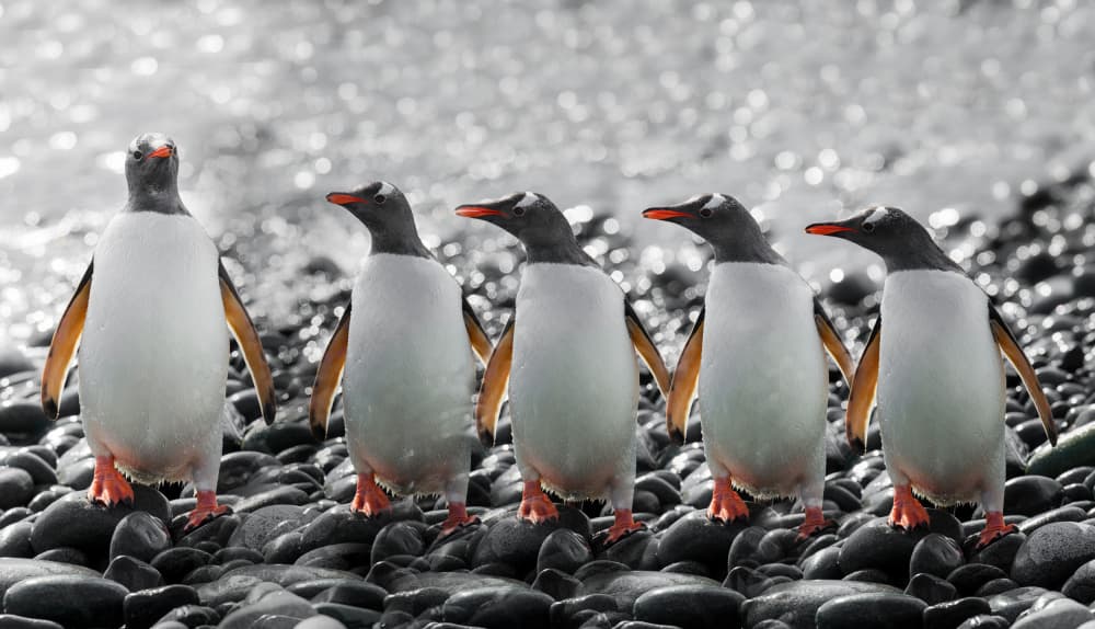 Five Curious Penguins by Chuanxu Ren — canvas wall art