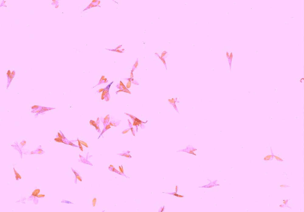 Soft Pink Blossoms by Santhosh ch — canvas wall art