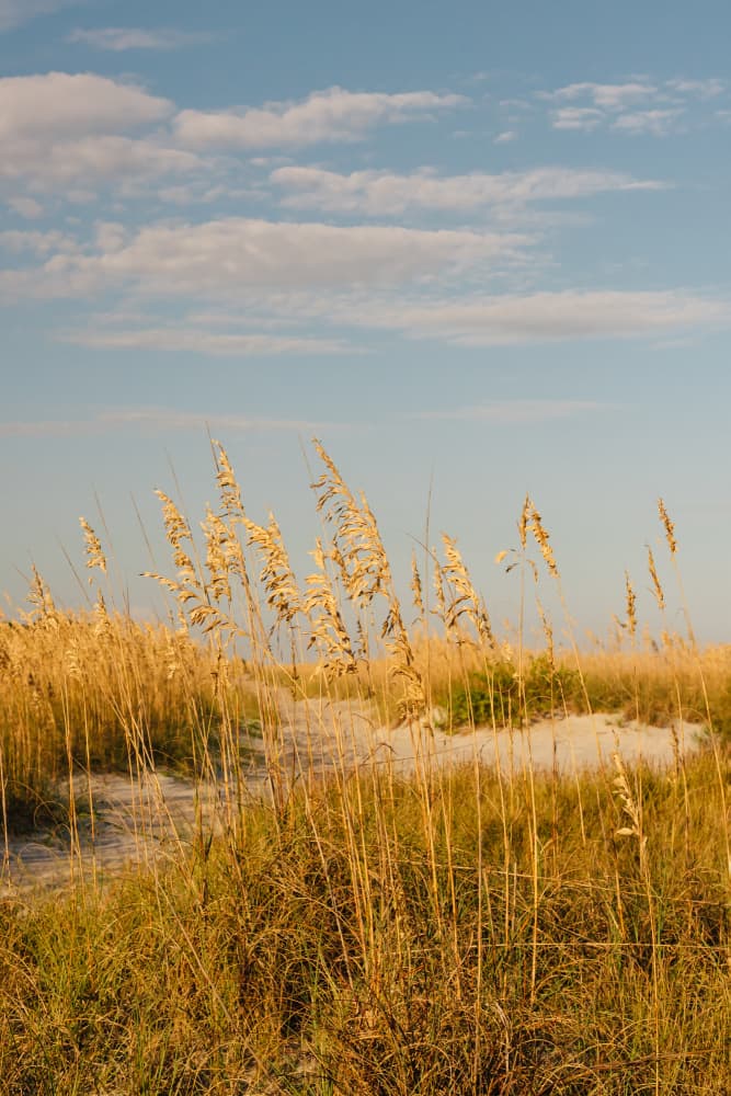 Sea Oats Dunes by Bethany Young — canvas wall art