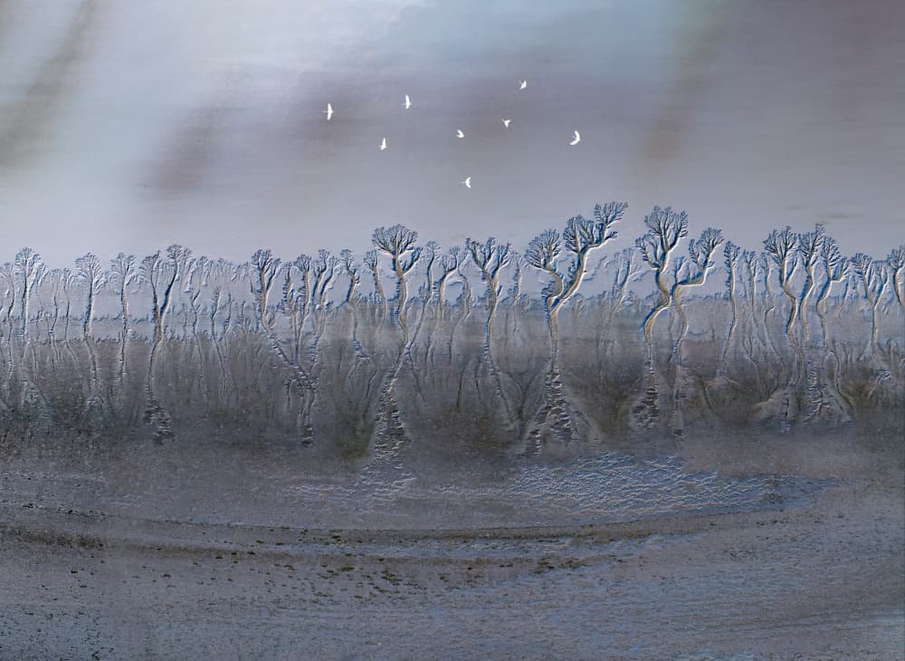 Deep forest on mud beach by Songlin Xu — canvas wall art