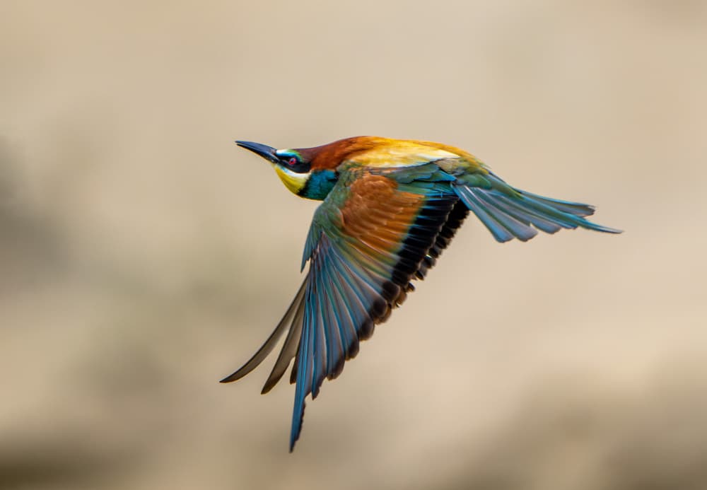 Colorful Bee-eater Flight by Joško Šimic — canvas wall art