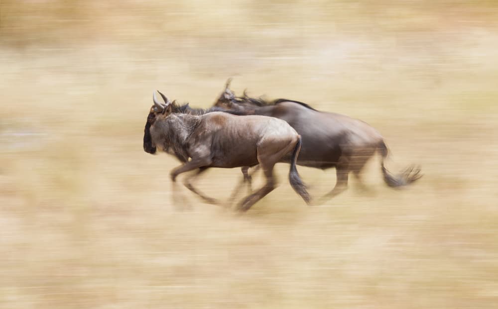 Running Wildebeest Motion Blur by Raffi Bashlian — canvas wall art