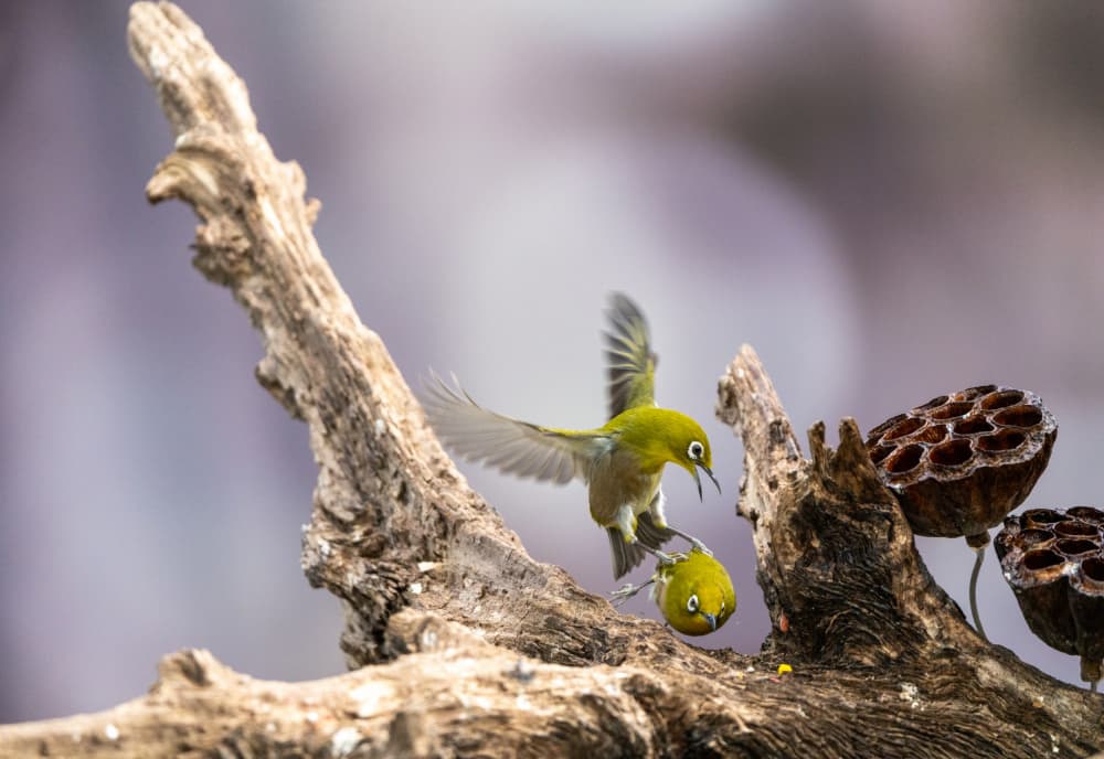 Playful White-eye Birds by MIN CHEOL KIM — canvas wall art