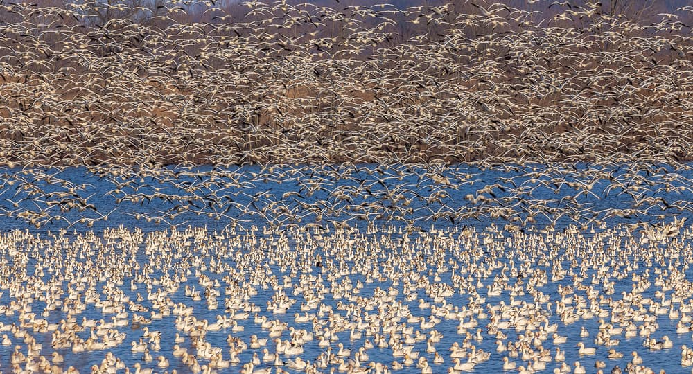 Snow Geese Migration by David Hua — canvas wall art