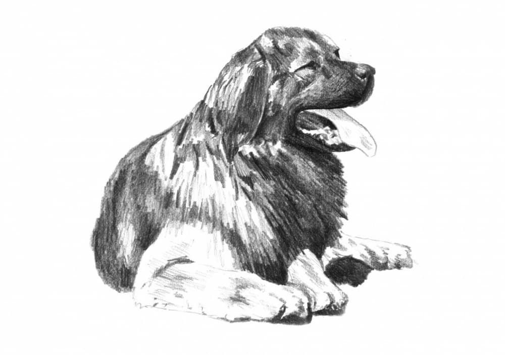 Panting Dog Drawing by Kulik — canvas wall art
