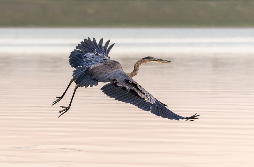 Graceful Heron Flight by Ozan AKTAS — canvas wall art