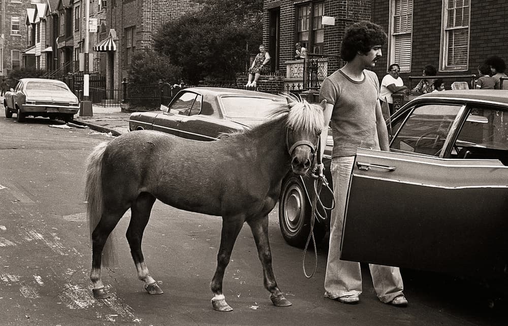 Pony on City Street by Michael Castellano — canvas wall art
