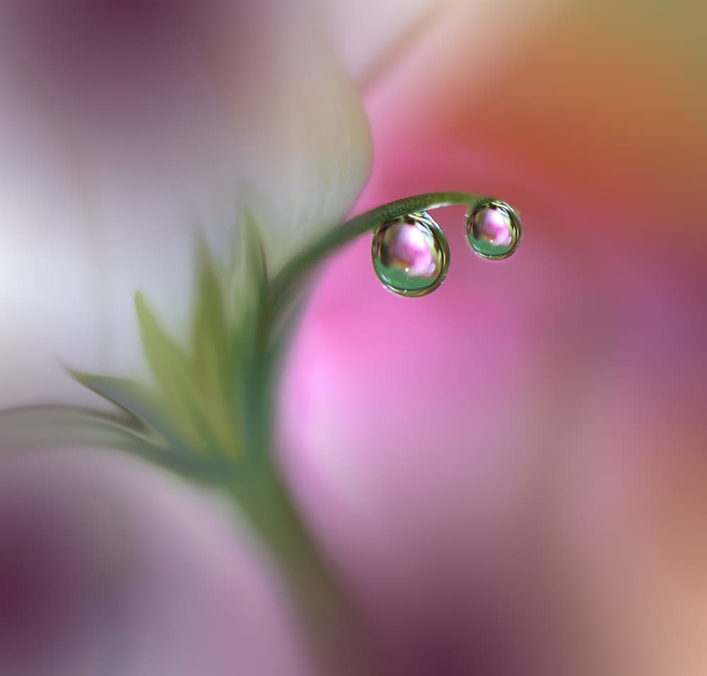 Pink Dew Drops by Juliana Nan — canvas wall art