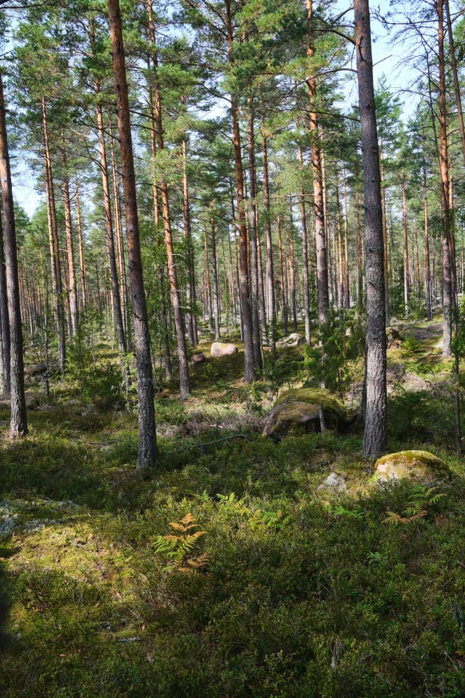 Sun Dappled Pine Forest by Geertjan Plooijer — canvas wall art