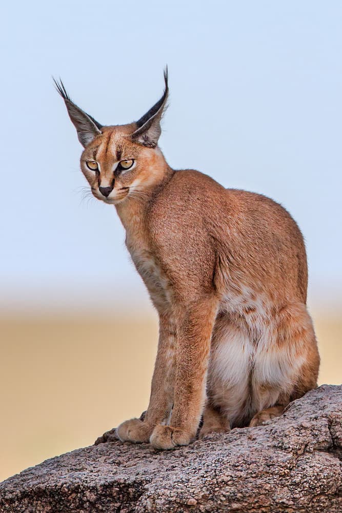 Watchful Caracal Cat by Alessandro Catta — canvas wall art