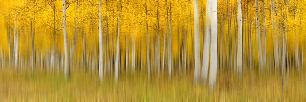 Golden Aspen Impression by Mei Xu — canvas wall art