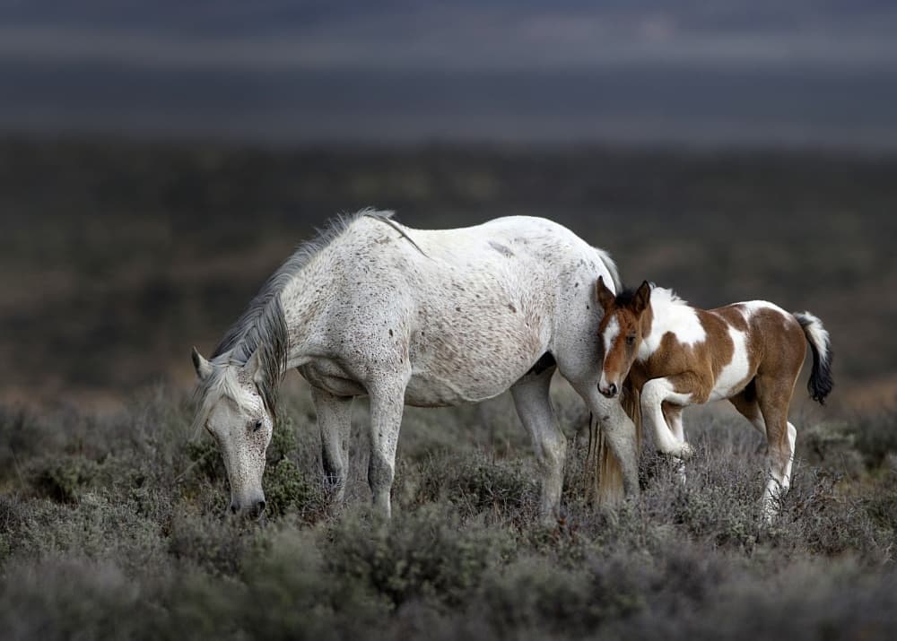 Wild Mare and Foal by verdon — canvas wall art