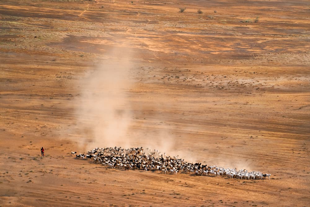 Desert Herding Dust Cloud by John Fan — canvas wall art