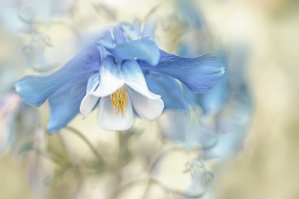 Soft Blue Columbine by Jacky Parker — canvas wall art