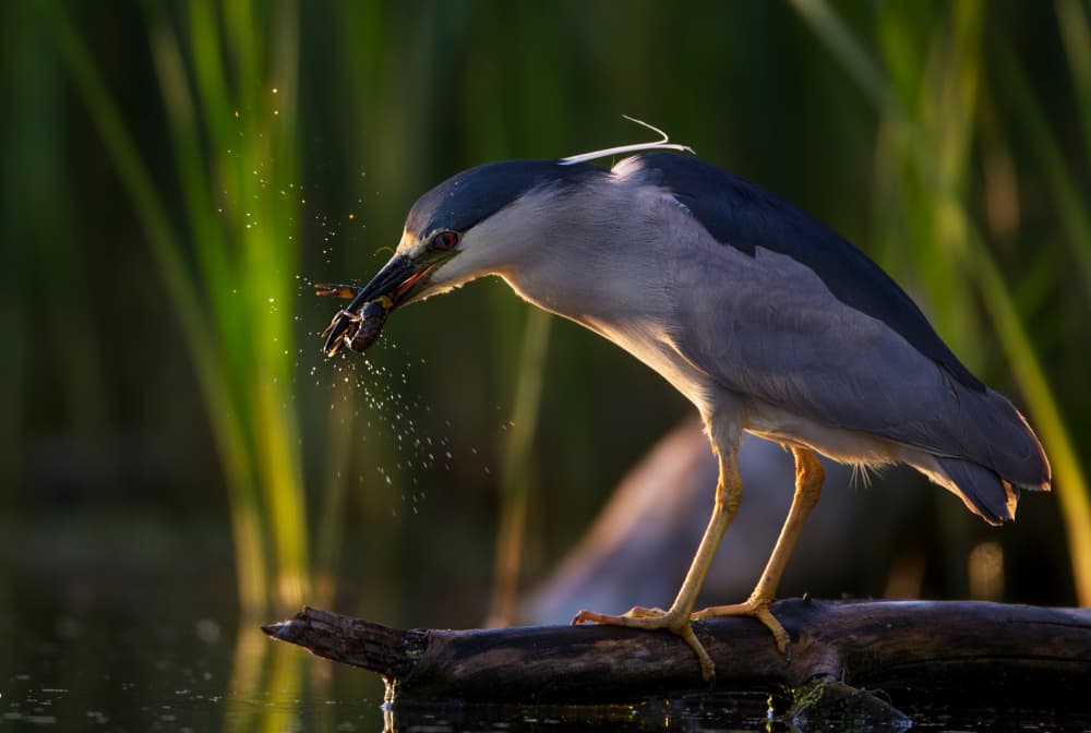 Heron's Golden Catch by verdon — canvas wall art