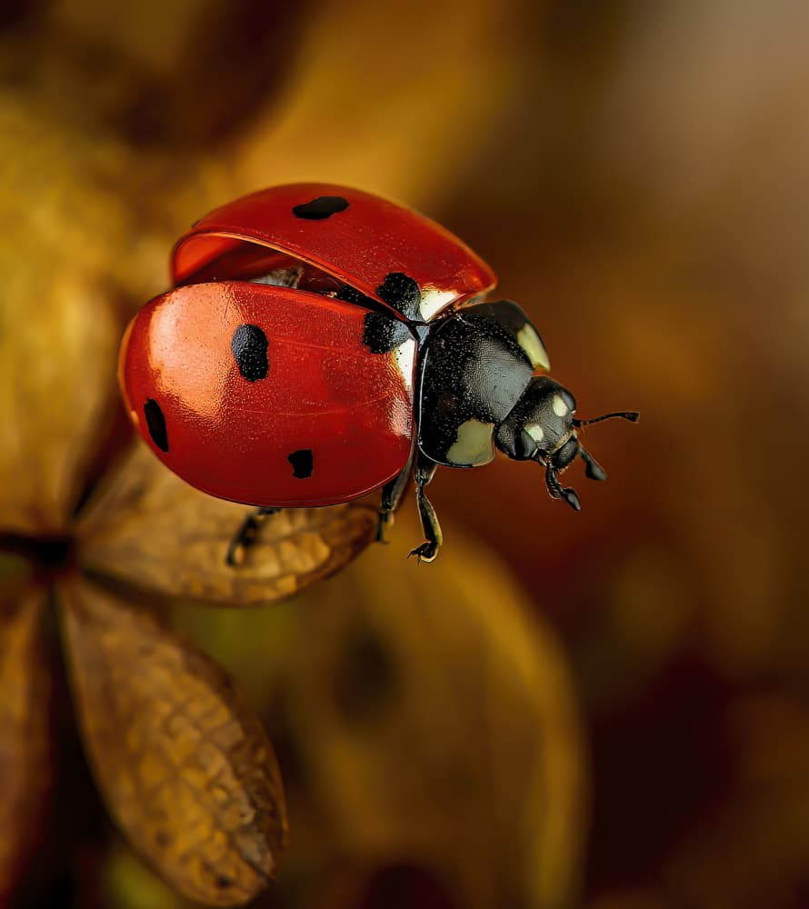 Vibrant Ladybug Close-up by Chris Coenders — canvas wall art