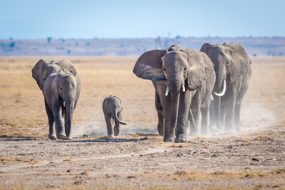 African Elephant Family by Jeffrey C. Sink — canvas wall art