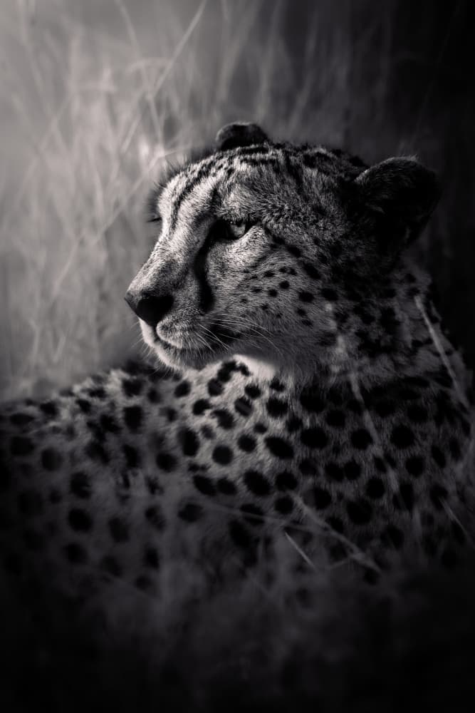 Watchful Cheetah Gaze by Ali Khataw — canvas wall art
