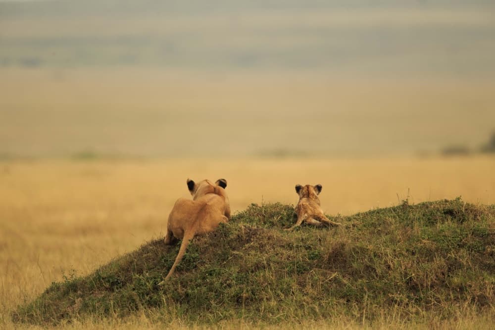 African Lioness and Cub by Massimo Mei — canvas wall art