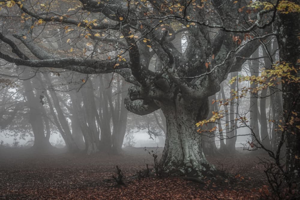 Misty Ancient Forest by Sergio Barboni — canvas wall art