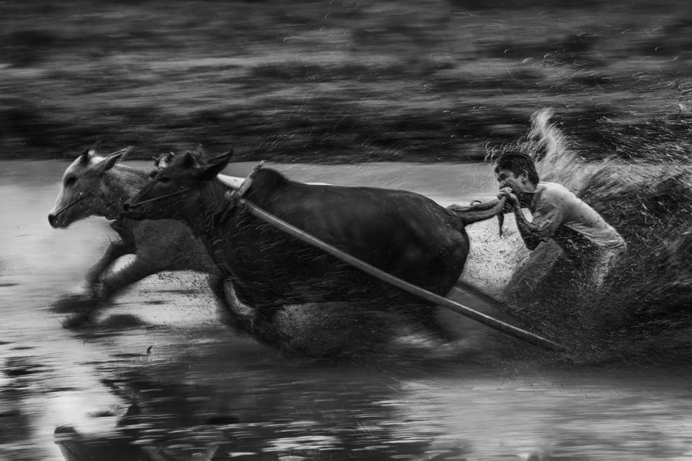 Dynamic Water Buffalo Race by Ismail raja sulbar — canvas wall art