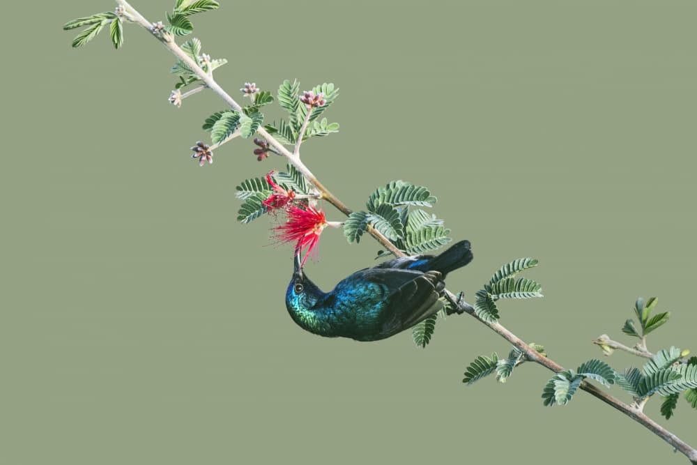 Iridescent Sunbird Feeding by Mallal Moshe — canvas wall art