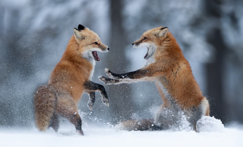Red Foxes Winter Play by Max Wang — canvas wall art
