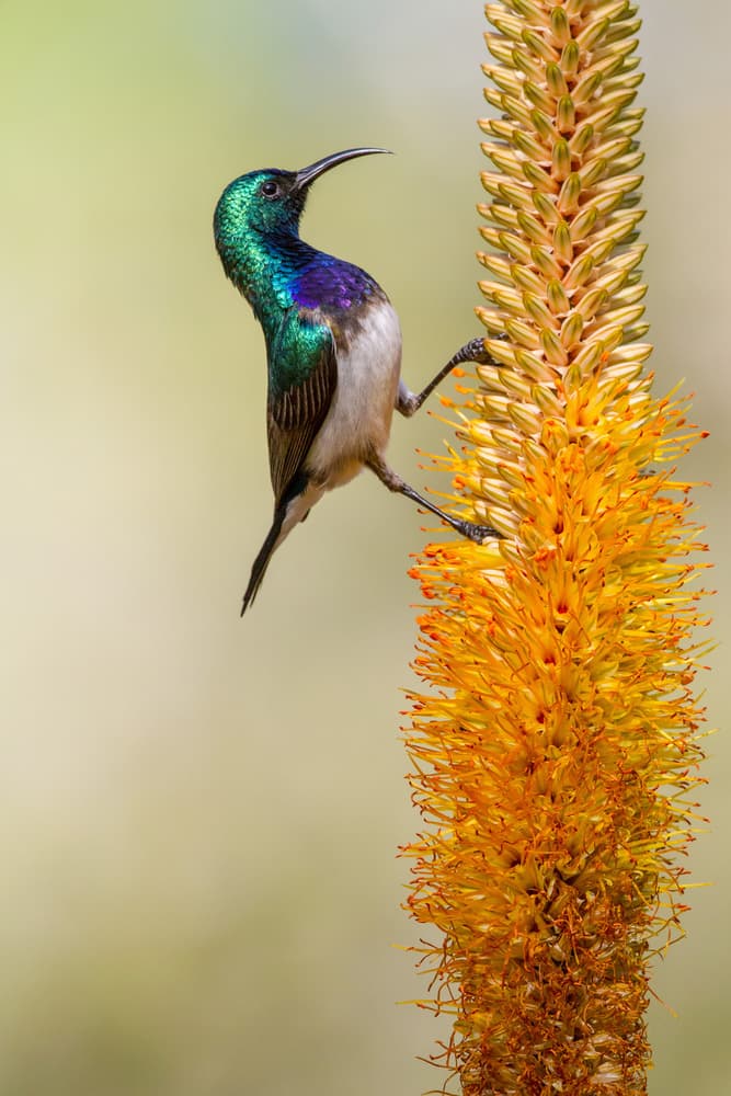 Vibrant Sunbird on Orange Flower by Alessandro Catta — canvas wall art