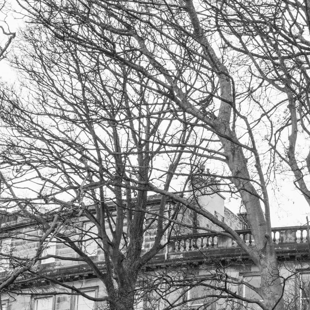 Winter Branches Old Building by Lynann Colligan — canvas wall art