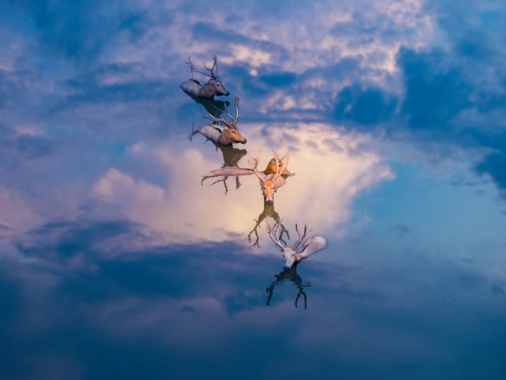 Serene Deer Reflections by Songlin Xu — canvas wall art