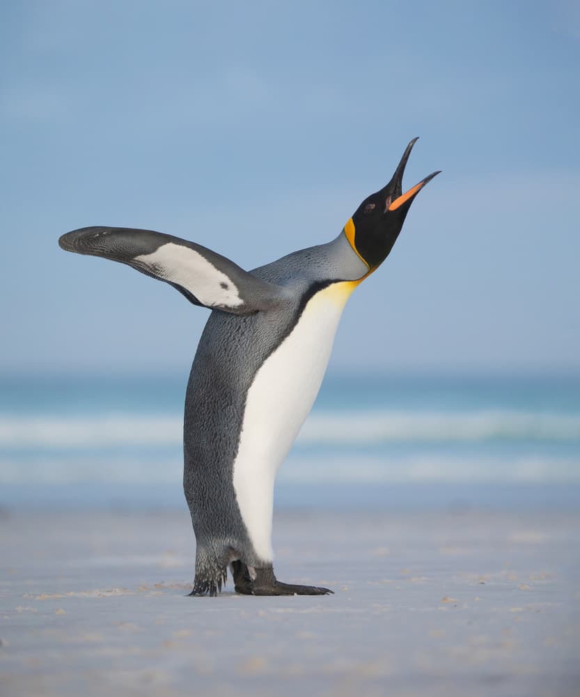 Calling King Penguin by Cheng Chang — canvas wall art