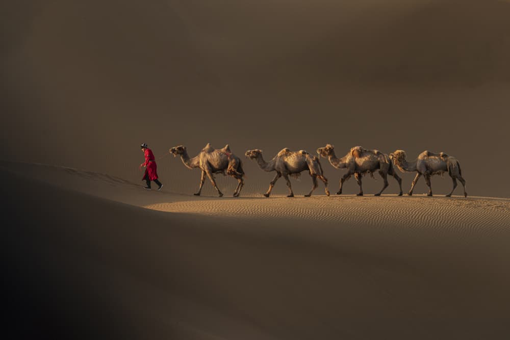 Desert Camel Caravan by TWEE LIANG WONG — canvas wall art