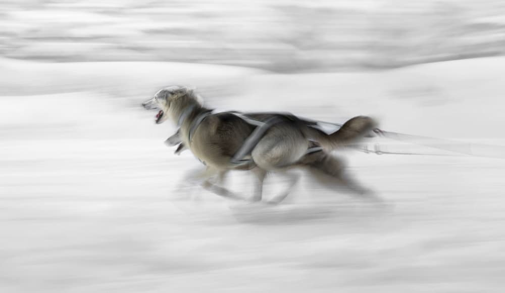 Dynamic Winter Dog by Larry Deng APA — canvas wall art