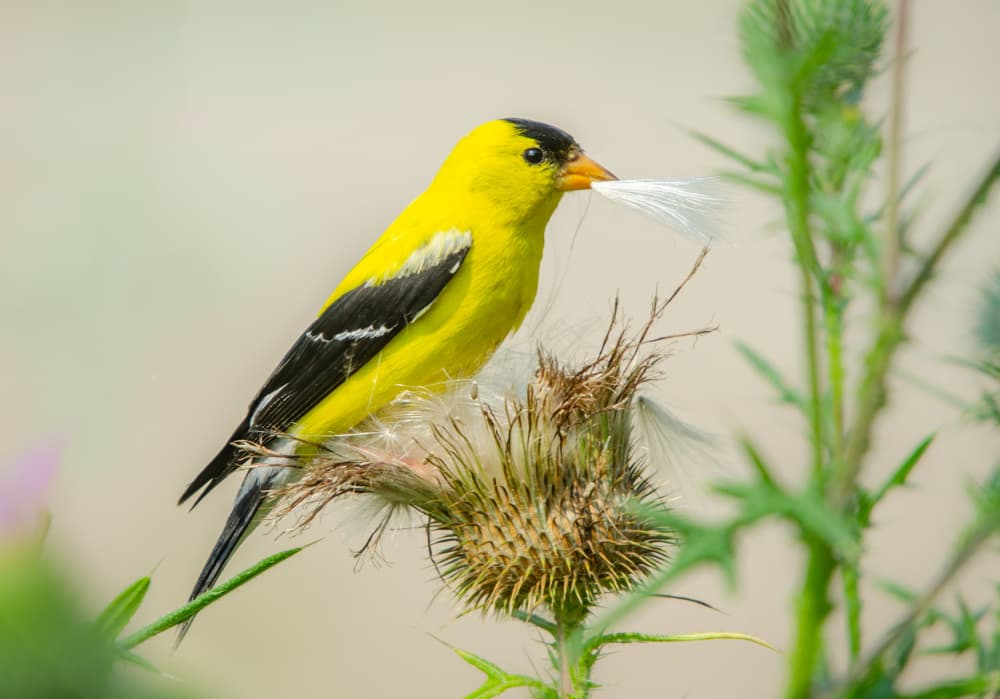 Vibrant Goldfinch on Thistle by Marek Lapa — canvas wall art