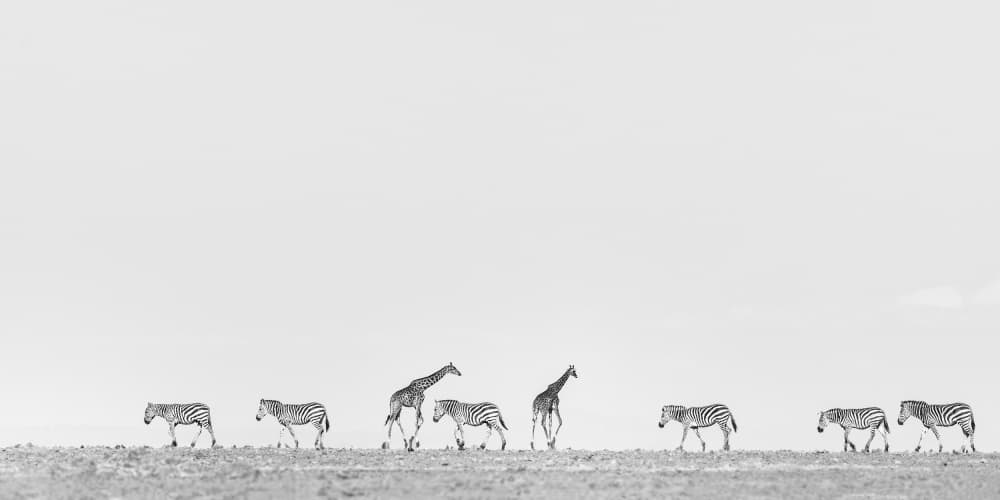 African Wildlife Walk by Jennifer Lu — canvas wall art