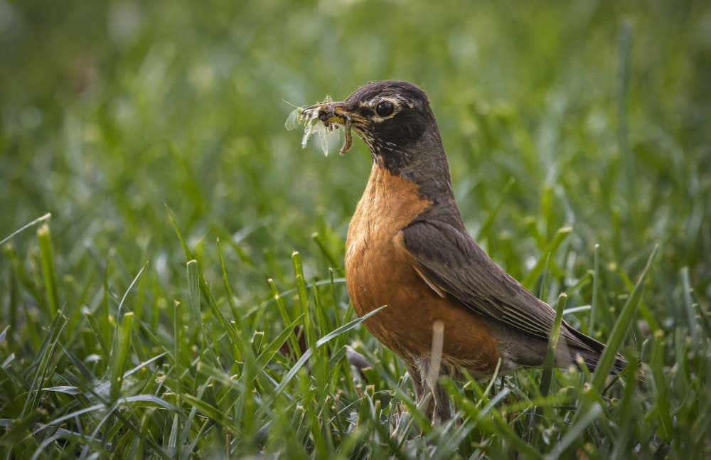 Robin's Spring Catch by Ozan AKTAS — canvas wall art