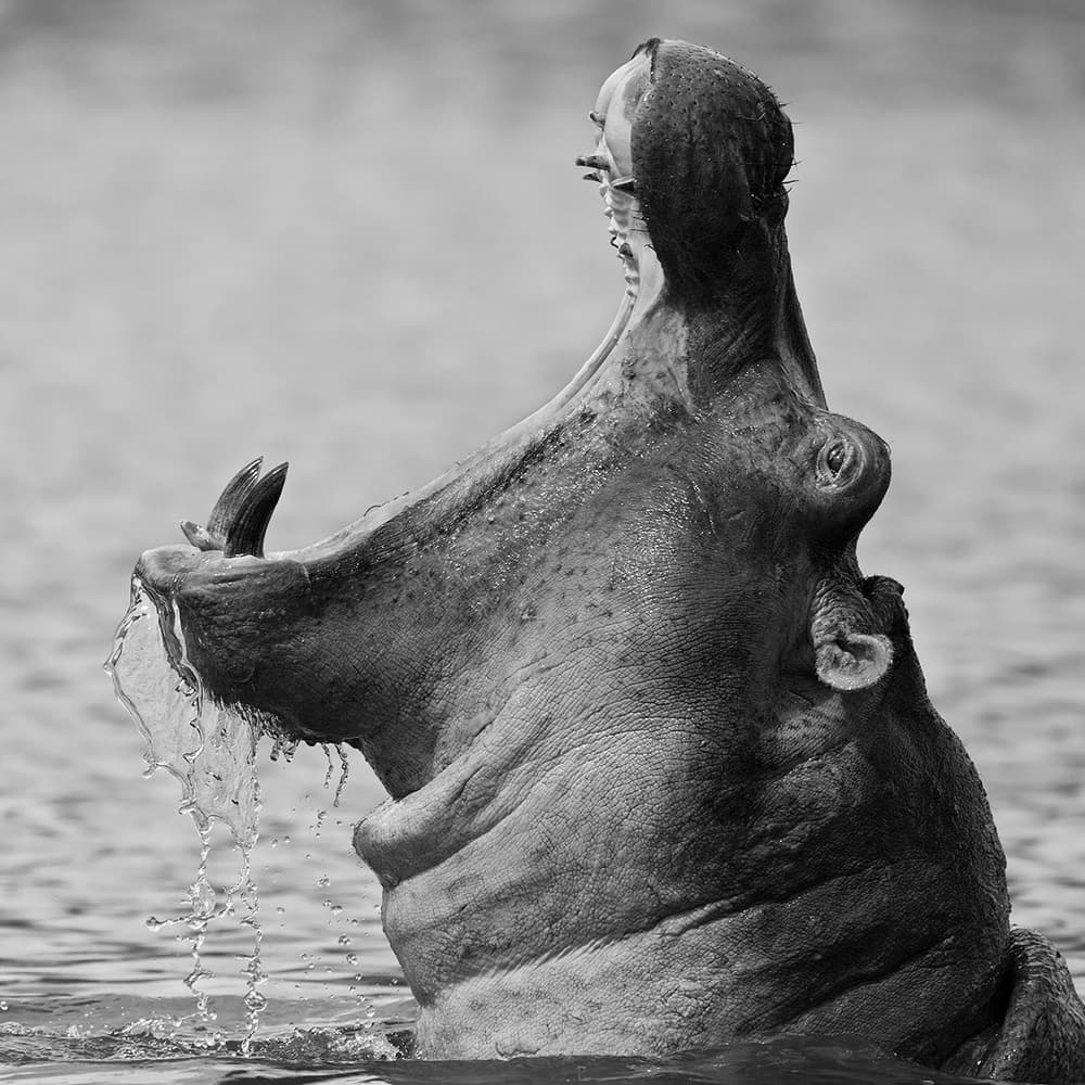 Powerful Hippo Yawn by Marco Pozzi — canvas wall art