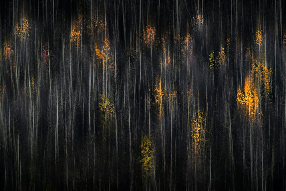 Autumn Forest Abstract by Mozart Chan — canvas wall art