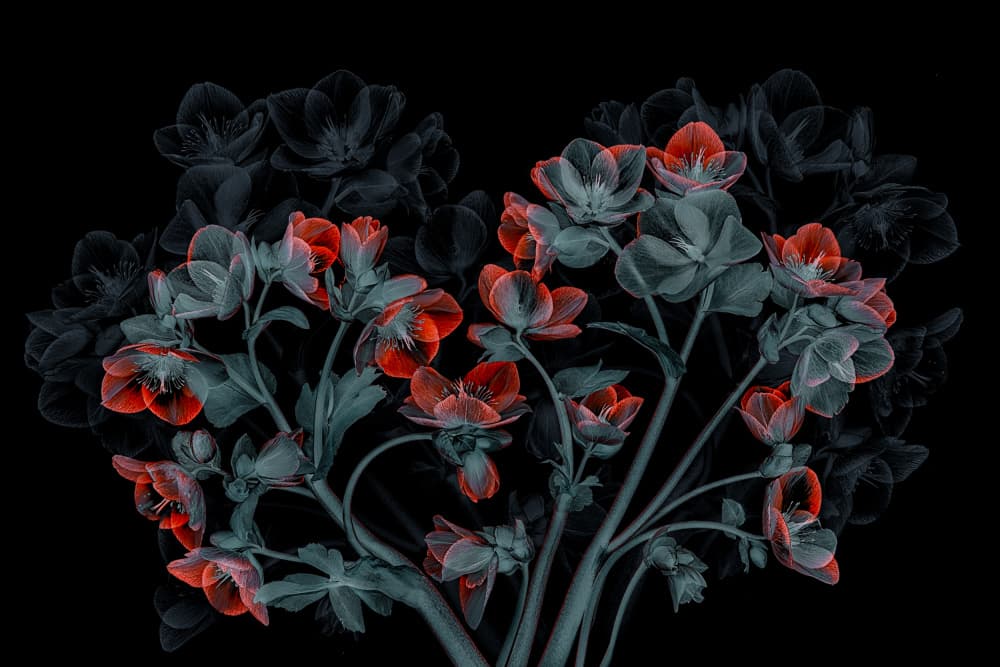 Glowing X-ray Flowers