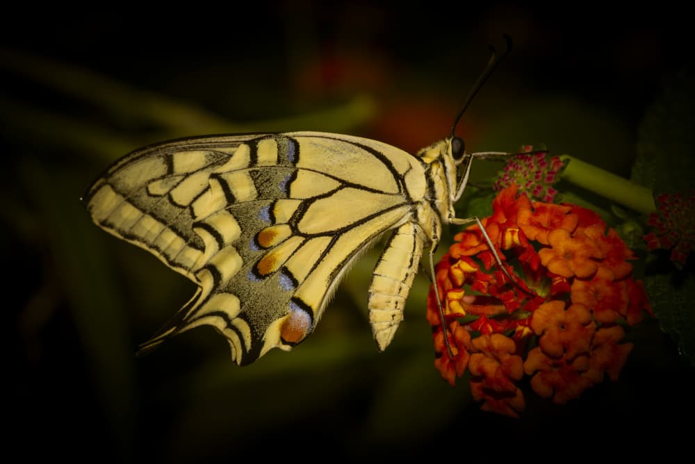 Yellow Swallowtail on Flower by Eyal Alcalay — canvas wall art