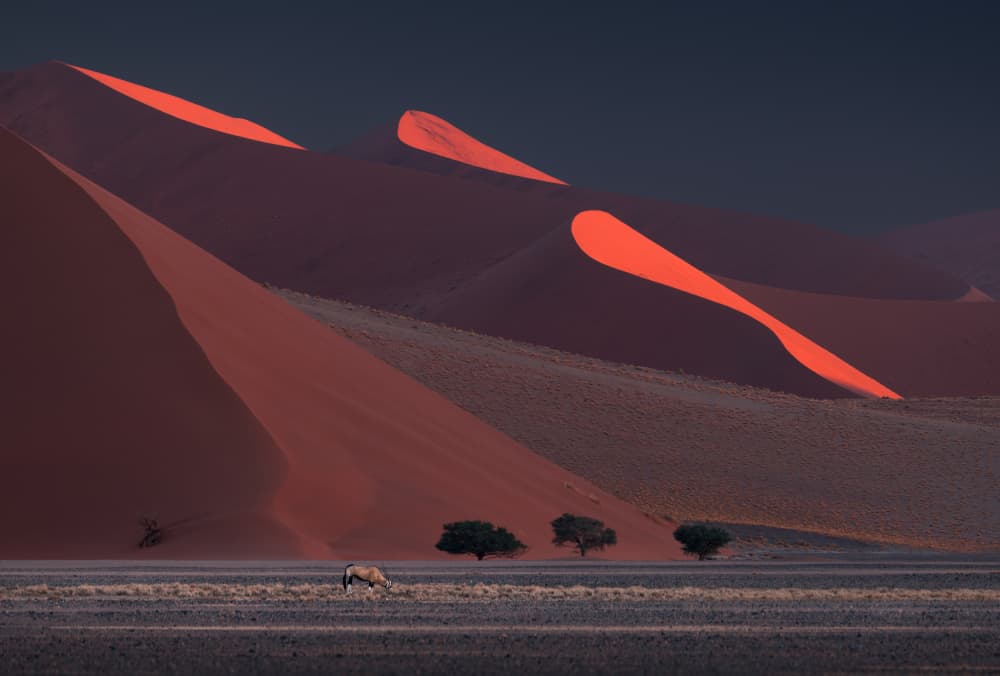 Oryx Among Red Dunes by Karol Nienartowicz — canvas wall art