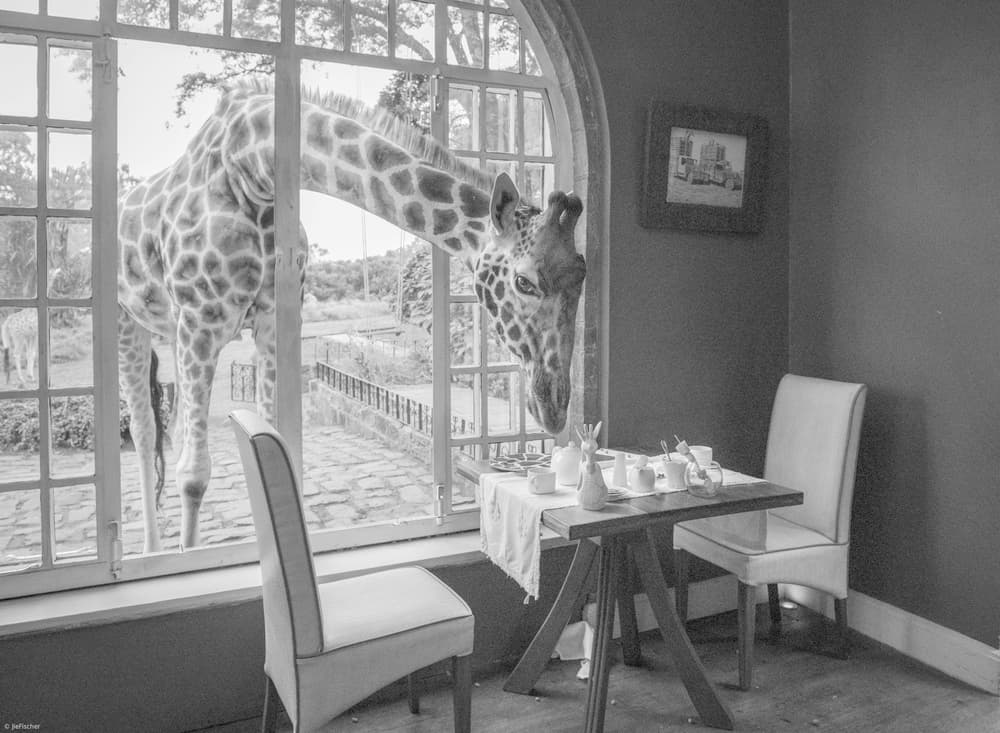 Morning Giraffe Guest by Jie Fischer — canvas wall art